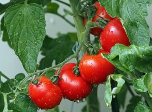 Natürliche Appetitzügler - Tomaten